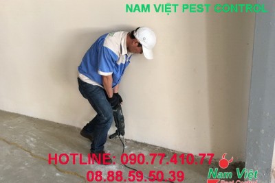 Phòng trừ mối tại các công trình xây dựng