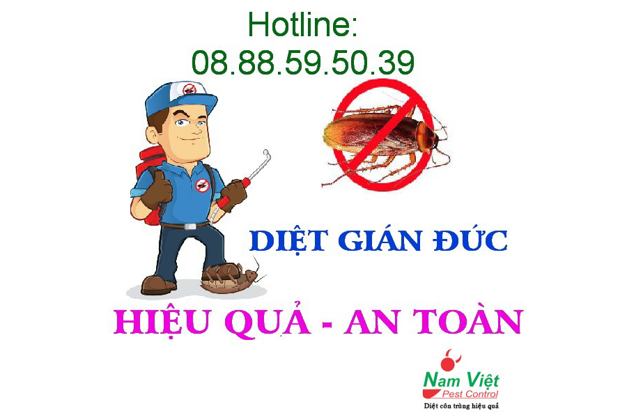 Quy trình xử lý Gián Đức hiệu quả