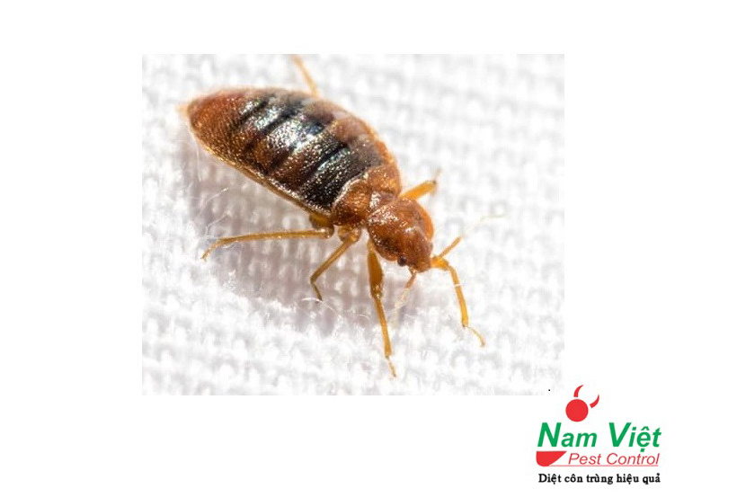 Diệt rệp giường ( Bed bugs ) hiệu quả cho khách sạn, nhà ở, phòng ngủ